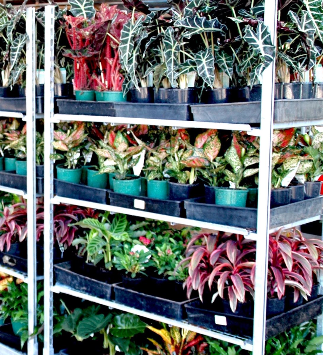 Quality plants at wholesale prices, efficient packing, documentation
